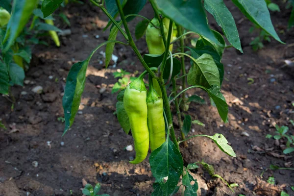 Pepper Plants Lined Bearing Young Green Peppers Summer Day Garden — Stock Photo, Image