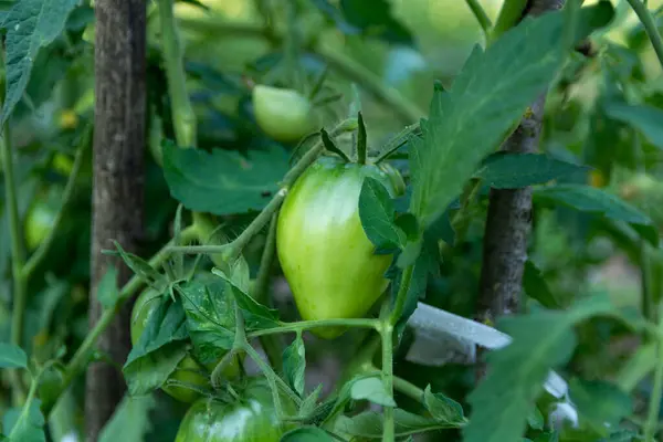 정원에서 포도나무에서 매달려 토마토의 클로즈업 토마토는 유기적으로 자랍니다 — 스톡 사진