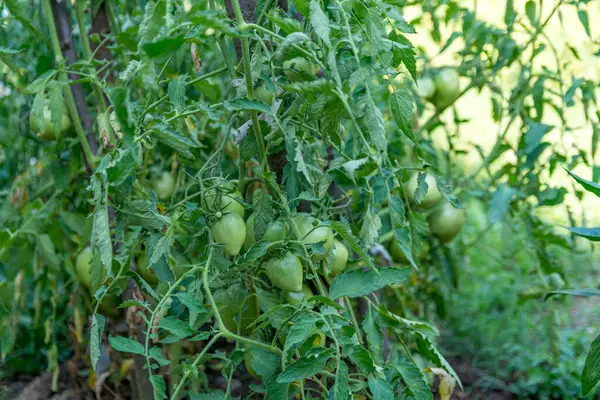 夏の日に庭のトマト工場から吊るされた若い緑色のトマト そしてトマトは有機栽培されています 農業コンセプト クローズアップ — ストック写真