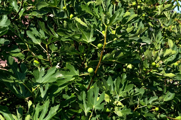 Genç Meyveler Canlı Yeşil Yapraklarla Dolu Incir Ağacının Yakın Çekimi — Stok fotoğraf