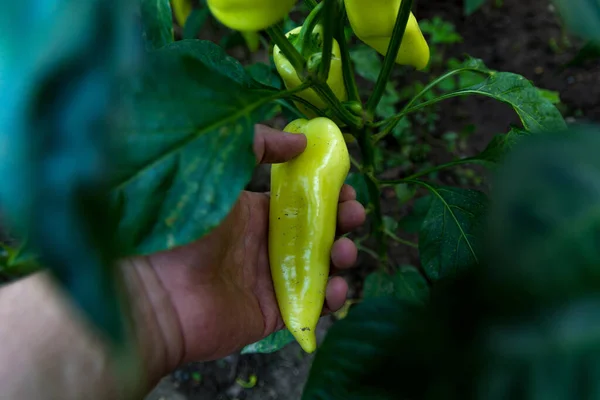 Male Hand Holds Large Yellow Pepper Inspecting Its Quality Pepper — Stock Photo, Image