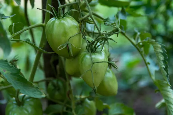 Βιολογικά Καλλιεργούμενες Ντομάτες Που Κρέμονται Στο Αμπέλι Ακόμα Νέες Και — Φωτογραφία Αρχείου