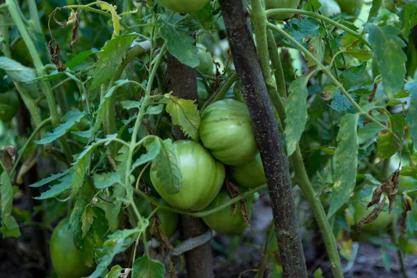 Young Green Tomatoes Hanging Tomato Plant Tied Wooden Support Garden — Stock Photo, Image