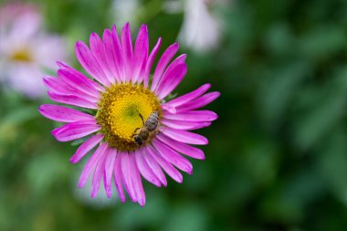 Bir arı mor yapraklı Aster çiçeğinden polen toplar. Merkezi sarıdır, yaz günü yumuşak, yeşil ve bulanık bir arka planla polenle doludur. Kopyalama alanı ile kapat