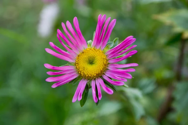 Gorgeous Purple Aster Flower Summer Day Garden Soft Blurred Background — Stock Photo, Image