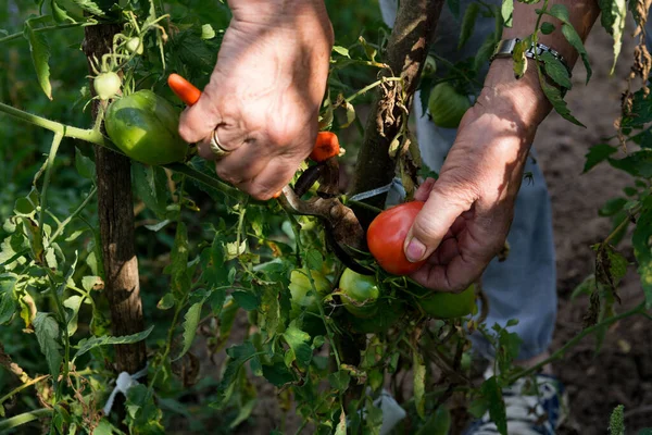 Womans Hands Scissors Hand Harvest Ripe Tomatoes Tomato Plant Grown — Stock Photo, Image