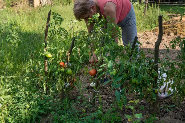 Woman Harvests Ripe Tomatoes Tomato Plant Organic Countryside Garden Sunny — Stock Photo, Image