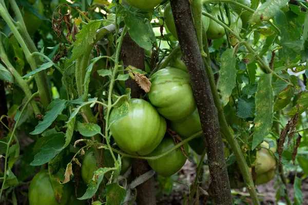 绿色的有机西红柿挂在西红柿植物上 绑在木制的支撑物上 农业概念 — 图库照片