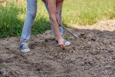 Bir kadın kırsal bahçesinde eski usul ıspanak tohumları ekiyor. Çubukla yontulmuş bir sopayla toprağa delikler açıyor ve tohumları elle yerleştiriyor. Tarım kavramı