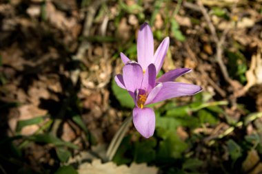 Güzel bir mor çiçek bir sonbahar günü ormanda güneş ışığıyla yıkandı. Arka plan kahverengimsi tonlarla yumuşaktır. Bu çiçeğin Latince adı Colchicum Autumnale L.