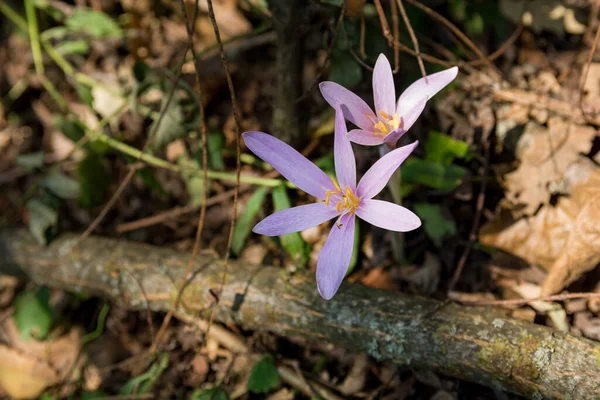 A purple flower in the shadow of a tree, with sunbeams illuminating a part of the flower in the forest on an autumn day. The Latin name for this flower is Colchicum Autumnale L.