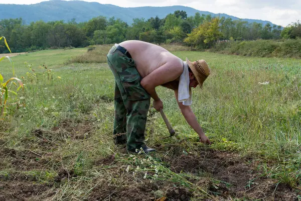 Farmer Wearing Straw Hat Camo Pants Shirtless Harvests Potatoes Field — Stock Photo, Image