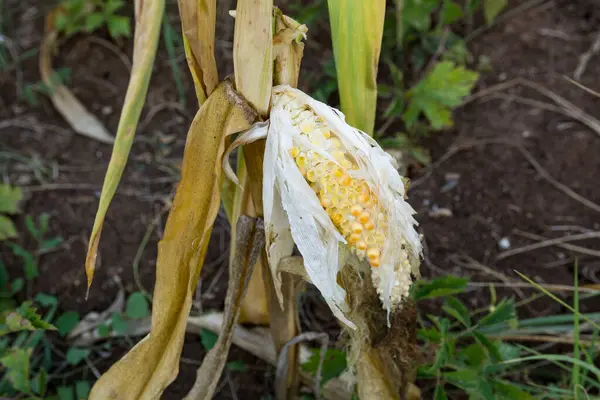 Damaged Ear Popcorn Corn Likely Birds Rodents Hanging Cornstalk Autumn — Stock Photo, Image