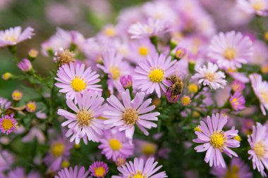 Çalışkan bir arı bahçede güneşli bir yaz gününde güzel mor Aster çiçeklerinden polen toplar. Doğal arkaplan, kapat, seçici odak ve geniş kopya alanı