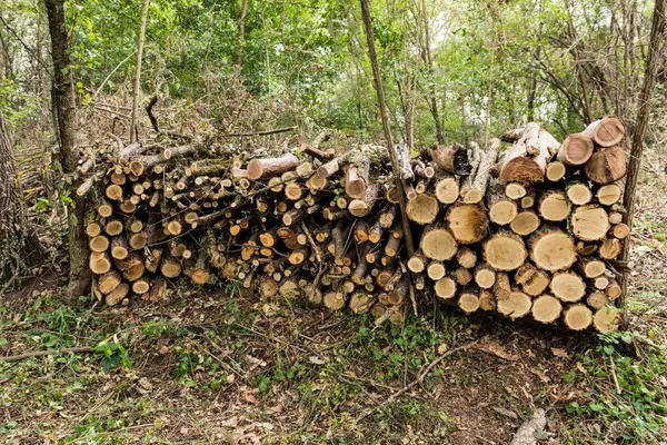 Cut Logs Neatly Stacked Top Each Other Column Prepared Further — Stock Photo, Image