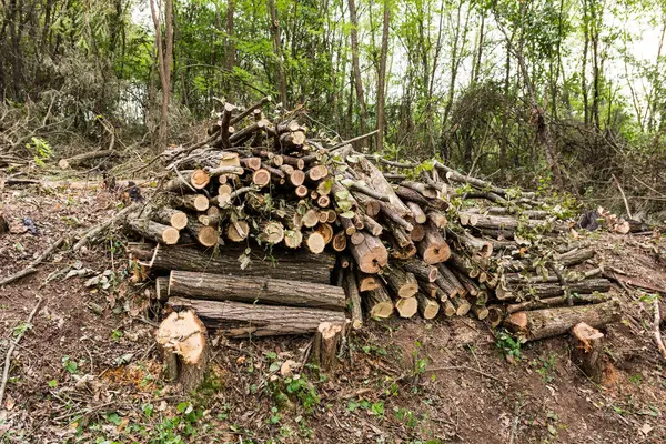 Cut Logs Forest Each One Meter Length Neatly Stacked Top — Stock Photo, Image