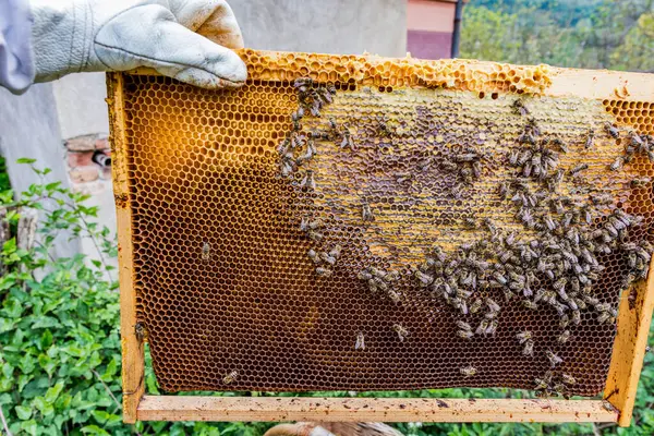 Beekeepers Hand Holds Frame Taken Hive Frame You Can See Stock Image