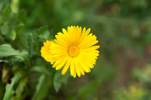 Bright Yellow Flower Sunny Day Garden Latin Name Flower Calendula Stock Picture