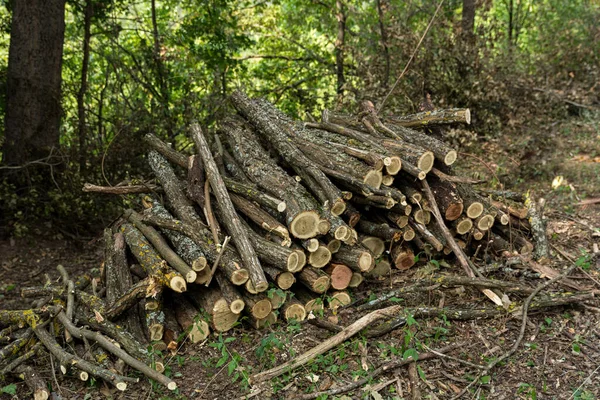 Piled Logs Branches Neatly Stacked Forest Summer Day Wood Cut — Stock Photo, Image
