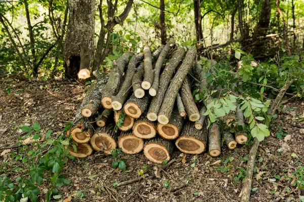 Pile One Meter Long Logs Neatly Stacked Top Each Other — Stock Photo, Image