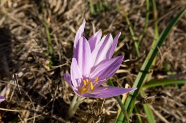 Sadece sonbaharda güneşli bir çayırda açan mavi yapraklı nadir bir çiçeğe yaklaş. Bu çiçeğin Latince adı Colchicum Autumnale L. Doğal arka plan kavramı.