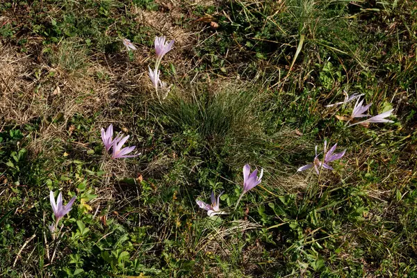 Scattered rare purple flowers bloom across a sunlit autumn meadow in nature. The Latin name for this flower is Colchicum Autumnale L. Natural background concept