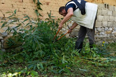 Çiftçi, bir sonbahar günü çiftliğindeki ahır duvarının yanındaki bitki örtüsünü budamak için budama makası kullanır. Kırsal tarım bakımı kavramı