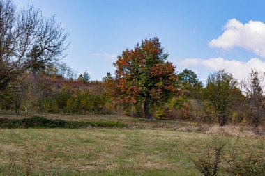 Sonbahar manzarasının merkezinde, güneşli bir günde canlı sonbahar renkleriyle süslenmiş büyük bir ağaç vardır.