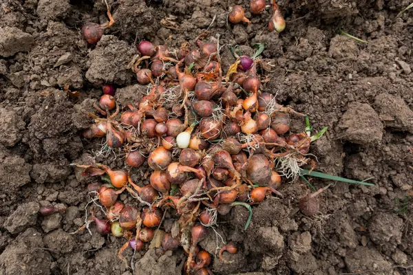 Harvested Ripe Red Onions Arranged Pile Ground Autumn Day Garden Royalty Free Stock Photos