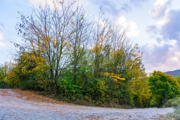 Curving Country Gravel Road Lined Golden Autumn Tree Canopy Set — Stock Photo, Image