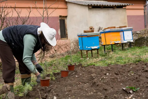 Femeie Fermier Apicultor Purtând Pălărie Protectoare Plante Lavandă Fața Albinelor Fotografie de stoc
