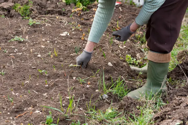 Close Female Farmer Using Her Hands Plant Onion Bulbs Soil — Stock Photo, Image