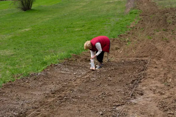 Woman Plants Onion Bulbs Her Hands Previously Made Furrows Field — Stock Photo, Image