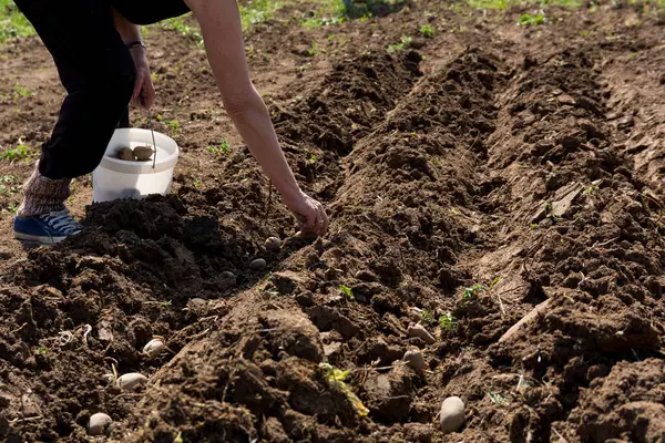 Close Farmer Lowering Potato Seed Furrow Soil Holding Bucket Potatoes Stock Photo