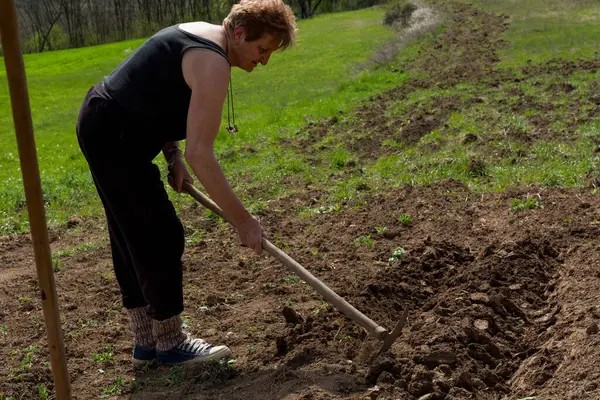Farmer Using Hoe Create Furrow Soil Field Preparing Hole Potato Royalty Free Stock Images