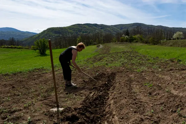 Woman Farmer Digging Holes Hoe Field Preparing Them Planting Potatoes Royalty Free Stock Images