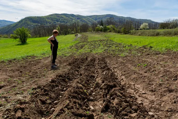 Femei Fermier Care Sprijină Săpătură Observând Mod Mulțumit Cartofii Proaspăt Fotografie de stoc