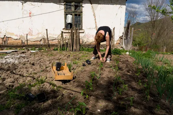 Maaseudun Naismaanviljelijä Istuttaa Nuoria Pippurin Juuria Pienessä Puutarhassaan Talon Takana kuvapankkikuva