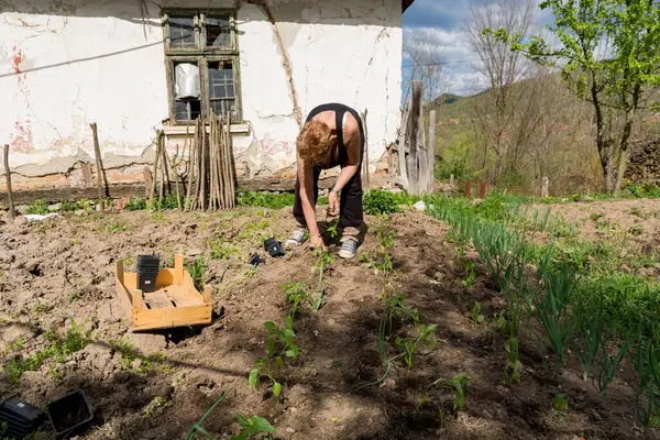 Femeie Fermă Plantează Puieți Piper Rânduri Îngrijite Grădina Mică Din Imagine de stoc