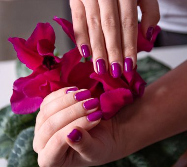 Stüdyoda süs olsun diye kadın eli ve çiçeklerle yeni, güzel mor tırnakların yakın çekimi. Manikür ve kadınsı güzellik kavramı