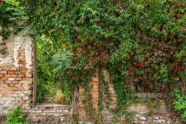 Virginia Sarmaşığı, penceresi ve kapısı olmayan harabe bir binanın eski duvarında. Canlı yeşillikleri olan kırmızı tuğla duvar.