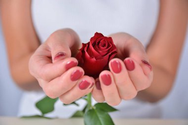 Stüdyoda kırmızı bir gül tutan kırmızı manikürlü kadınların ellerini yakın çekim. Manikür ve güzellik konsepti