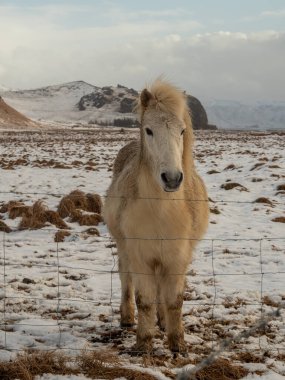 Karlı bir tarlada çitin arkasında duran İzlanda atı ve arkasında engebeli dağlar. Dayanıklı, dayanıklı cins İzlanda kışlarına uyum sağladı.