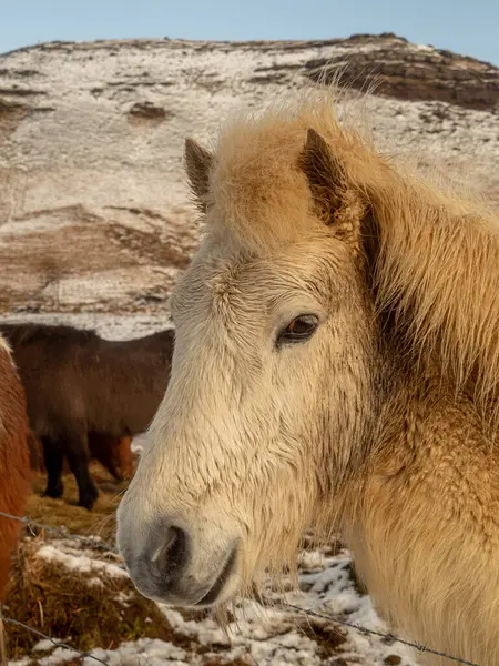Dağlık bir arka planla karlı bir tarlada duran hafif, tüylü yeleli İzlandalı bir atın yakın çekimi. Türün esnekliğini ve güzelliğini gözler önüne seren kış sahnesi