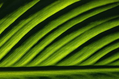Duvar kağıdı arkaplanı için seçici odaklı doğal yeşil yaprağın yakın görüntüsü. Yüksek kalite fotoğraf