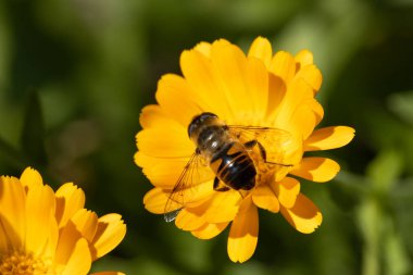 Bal arısı sarı kozmos çiçeğinin poleninin üzerindedir. Yüksek kalite fotoğraf