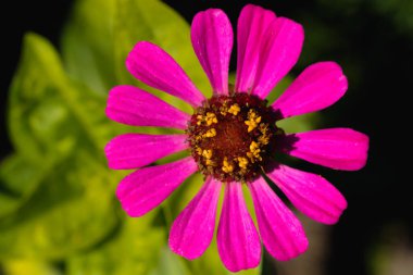 Güzel pembe zinnia çiçeği görüldü. Sık sık odaklan. Yüksek kalite fotoğraf