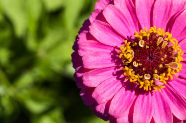 Güneşli bir günde yeşil bahçede yetişen sarı merkezli parlak pembe zinnia çiçeği. Yüksek kalite fotoğraf