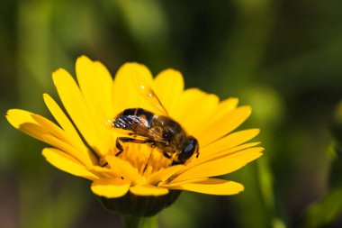 Bel arısı sarı bir çiçekten nektar emiyor. Bulanık yeşil arka planda. Yüksek kalite fotoğraf