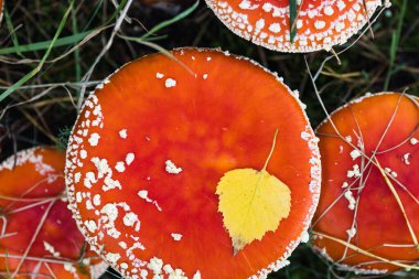 Zehirli mantarlar yakın çekim, üst görüş. Uçan agarik, mantar..